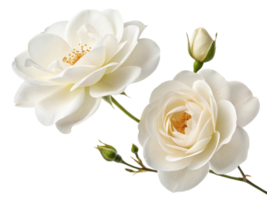 Beautiful white rose flowers bloom gracefully, showcasing their delicate petals and vibrant centers, evoking sense of tranquility and elegance png
