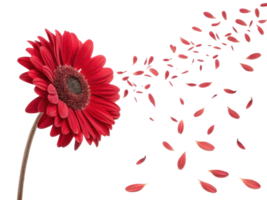 vibrant red flower with petals gracefully scattering in air creates stunning visual of beauty and nature elegance png