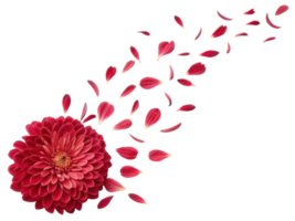vibrant chrysanthemum flower in rich red hues releases delicate petals, creating beautiful and dynamic display of nature elegance png