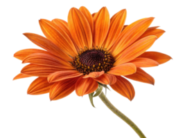 vibrant sunflower with striking orange petals showcases its beauty against clean background, radiating warmth and joy png