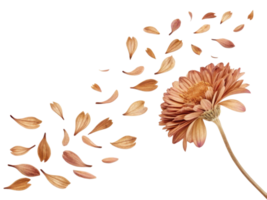 beautiful chrysanthemum flower with delicate petals gracefully falling around it creates serene and artistic atmosphere png