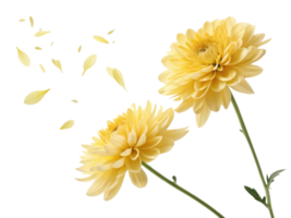 Charming yellow chrysanthemums bloom gracefully, their petals dancing in air, creating serene and joyful atmosphere png