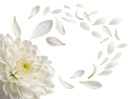 beautiful chrysanthemum flower with delicate white petals gracefully scattered around it creates serene and elegant atmosphere png