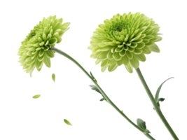 Charming green chrysanthemums bloom gracefully, showcasing their vibrant petals and delicate beauty in serene setting png
