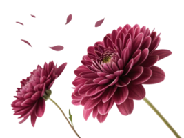 Charming chrysanthemum flowers bloom in rich hues, showcasing their beauty and elegance while petals gently fall around them png