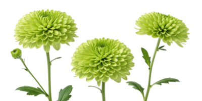Charming green chrysanthemums bloom beautifully, showcasing their vibrant petals and adding fresh touch to any setting png