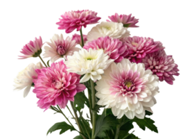 Charming chrysanthemum flowers bloom in vibrant pink and white hues creating stunning floral arrangement that brightens any space png