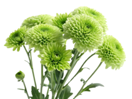 Beautiful green chrysanthemums bloom gracefully, showcasing their vibrant petals and adding fresh touch to any setting png