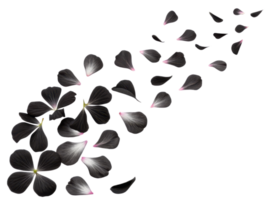 Delicate geranium flower petals gracefully scatter, creating beautiful and serene scene that evokes tranquility and nature charm png
