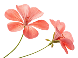 Beautiful geranium flowers bloom in soft pink hues showcasing delicate petals and vibrant details that evoke sense of tranquility and joy png