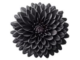 stunning chrysanthemum flower showcases intricate layers of petals in deep, rich hue, captivating with its beauty and elegance png