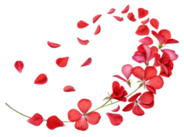Beautiful geranium flowers in vibrant red create stunning visual display with delicate petals gracefully falling png