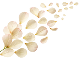 Delicate petals of flower gracefully scatter, creating serene and beautiful scene that captures essence of nature elegance png