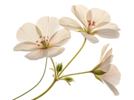 Delicate geranium flowers bloom gracefully, showcasing their soft petals and intricate details, bringing touch of nature beauty png
