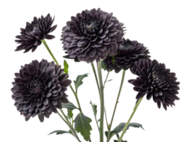 Charming chrysanthemum flowers in deep shades create stunning bouquet that adds elegance and beauty to any setting png