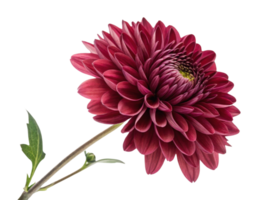 stunning chrysanthemum flower showcases vibrant red petals and intricate layers, symbolizing beauty and elegance in nature png