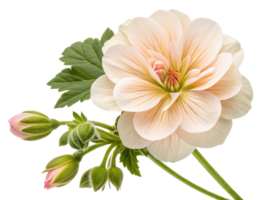 beautiful geranium flower with delicate petals and soft pink buds showcases nature elegance and charm png