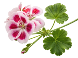 Beautiful geranium flower with vibrant pink and white petals showcases nature elegance and charm in stunning display png