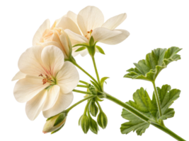 Delicate geranium flowers bloom gracefully, showcasing their soft petals and vibrant green leaves, creating serene and beautiful scene png