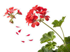 Beautiful geranium flowers bloom vibrantly with petals gently falling, creating serene and captivating scene of nature elegance png