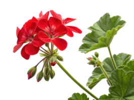 Vibrant geranium flowers bloom beautifully, showcasing their rich red color and lush green leaves, creating stunning natural display png