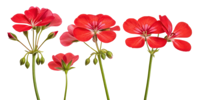 Vibrant geranium flowers bloom in shades of red showcasing their delicate petals and lush green stems creating stunning floral display png