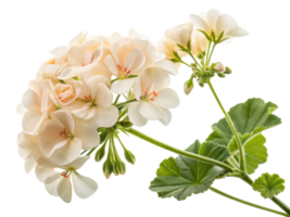 Delicate geranium flowers bloom gracefully, showcasing their soft petals and vibrant green leaves, creating serene and beautiful display png