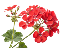Vibrant geranium flowers bloom beautifully showcasing their rich red color and delicate petals, perfect for adding charm to any garden png