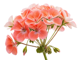 Beautiful geranium flowers bloom in soft shades of pink, creating vibrant and cheerful display that brightens any space png
