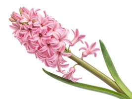 beautiful hyacinth flower showcases delicate pink petals and lush green leaves, creating vibrant and cheerful display in any garden png
