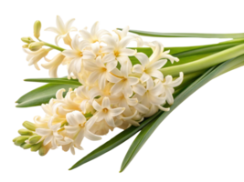 Beautiful hyacinth flowers in soft white hues create serene and elegant display, perfect for brightening any space png