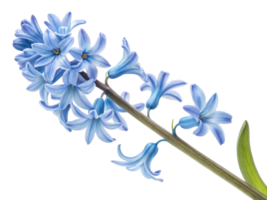 stunning hyacinth flower showcases delicate blue petals that create serene and calming atmosphere in any garden or floral arrangement png