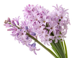 Beautiful hyacinth flowers bloom in soft lavender hues, creating stunning display of nature elegance and charm png