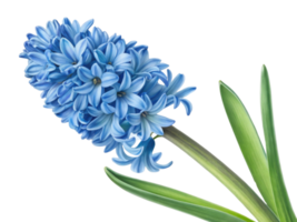 stunning hyacinth flower showcases vibrant blue petals and lush green leaves, creating beautiful and serene natural display png