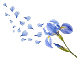 beautiful iris flower gracefully releases its delicate petals, creating serene and enchanting scene that captivates senses png