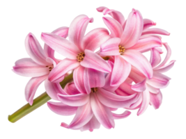 Hyacinth flowers bloom in vibrant pink hues creating stunning display of nature beauty that captivates heart png