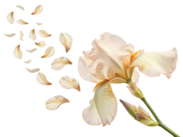 delicate iris flower gracefully releases its soft petals, creating serene and enchanting atmosphere png