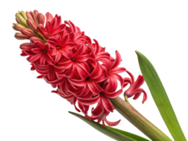 vibrant hyacinth flower showcases stunning red blooms with lush green leaves, creating captivating display of nature beauty png