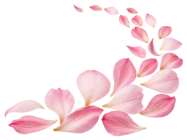 Delicate pink petals gracefully swirl in beautiful pattern, creating serene and calming atmosphere that highlights elegance of nature png