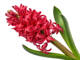 vibrant hyacinth flower showcases its rich red petals and lush green leaves, creating stunning visual display of nature beauty png