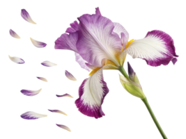 stunning iris flower showcases its vibrant petals in graceful display as delicate petals drift away, creating serene and enchanting scene png