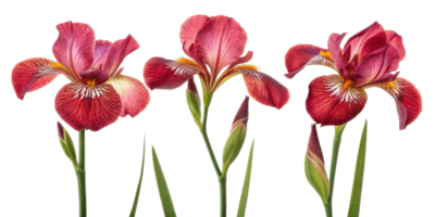 Beautiful iris flowers bloom in vibrant colors showcasing their intricate patterns and delicate petals, creating stunning visual display png