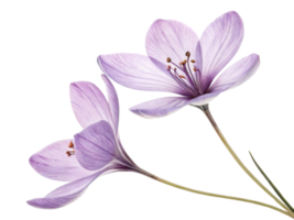 Lavender flowers bloom gracefully with delicate petals showcasing soft purple hues, creating serene and calming atmosphere png