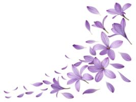 Lavender flowers gracefully cascade in beautiful display, creating serene and calming atmosphere png