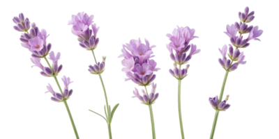 Lavender flowers bloom gracefully with delicate purple petals creating serene and calming atmosphere in any setting png
