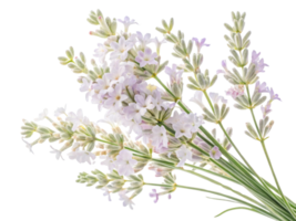 Lavender flowers bloom beautifully, creating serene atmosphere with their delicate petals and calming fragrance png