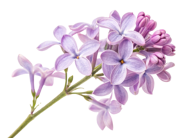 Lavender flowers bloom beautifully in shades of purple, creating serene and calming atmosphere in any garden or arrangement png