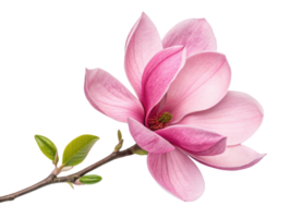 Magnolia flowers bloom beautifully with soft pink petals and vibrant green leaves, creating serene and elegant atmosphere png