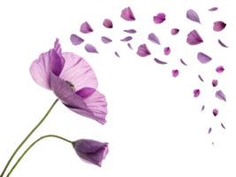 hermosa amapola flor soportes graciosamente como sus delicado pétalos deriva lejos en amable brisa, creando sereno y encantador escena png