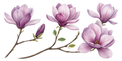 Magnolia flowers bloom gracefully with soft petals showcasing shades of purple and white, creating serene and elegant atmosphere png